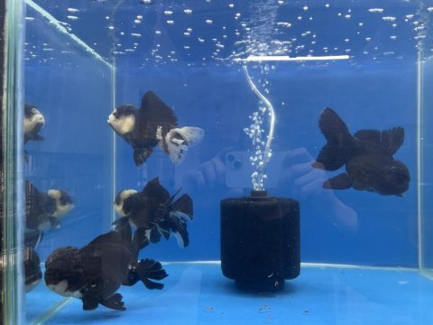 Dev oranda balıklar