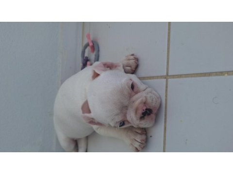 Kalite isteyen buraya french bulldog