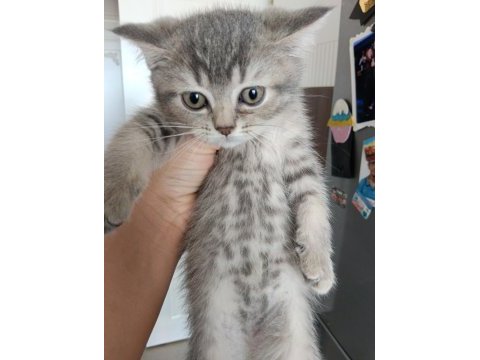 2.5 aylık british shorthair kuru mama yiyor