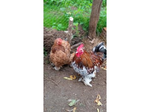 Kuluçkalık süs tavuğu yumurtası