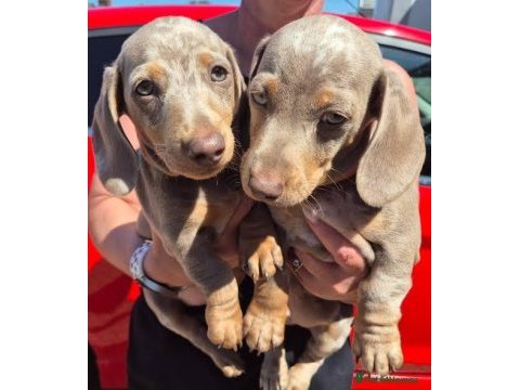 Birçok seçenek ile dachshund bebekler