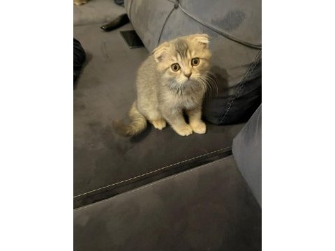Scottish fold erkek kedimiz