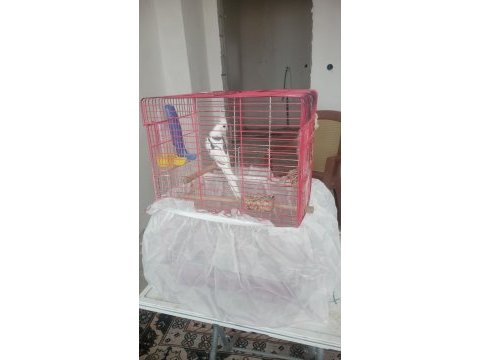 Yavru sultan papağanı 2 aylık