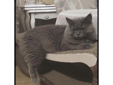British longhair 1 buçuk yaşında dişi