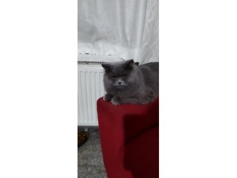1.5 yaşında erkek british longhair