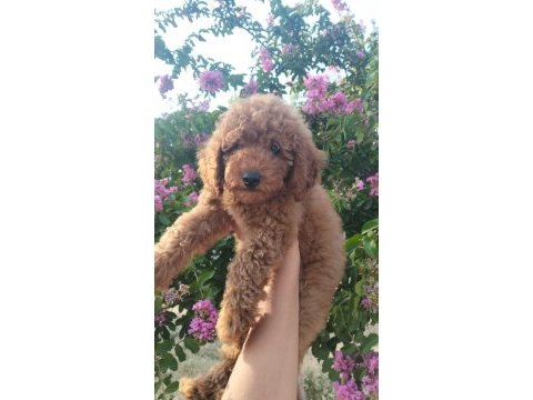 3 aylık dişi toy poodle