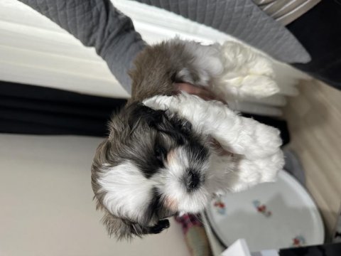 Shih tzu yavrularımızı sahiplendirmek istiyoruz