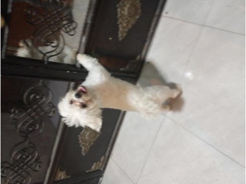 Tam 6 aylık orjinal 0 numara maltese terrier
