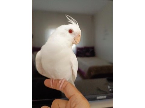 Full+full evcil albino kırmızı göz bebek sultan papağanı
