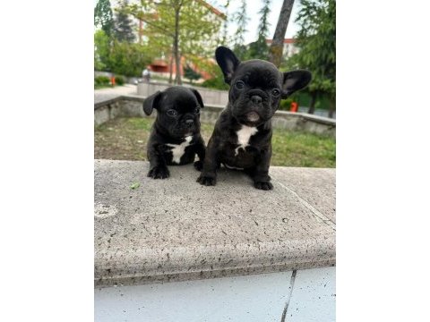 Süper anatomi french bulldog bebekler