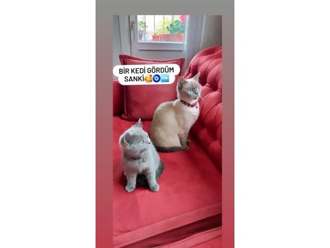 Scottish fold kedisi