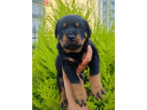 A kalite rottweiler yavruları