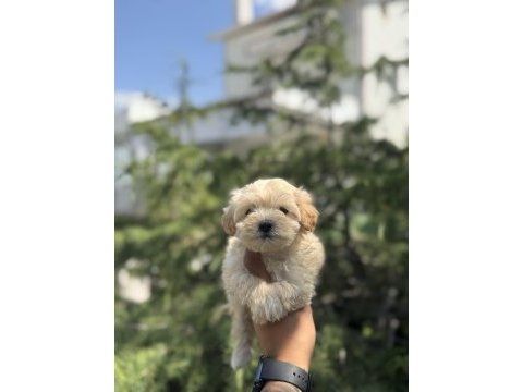 Exotıc pet clubdan tea cup maltıpoo