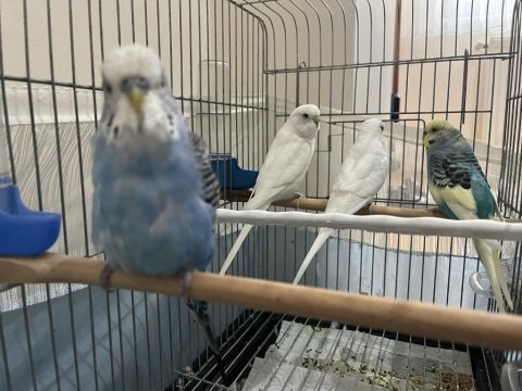 4 muhabbet kuşu büyük üretim kafesi ve aksesuarı