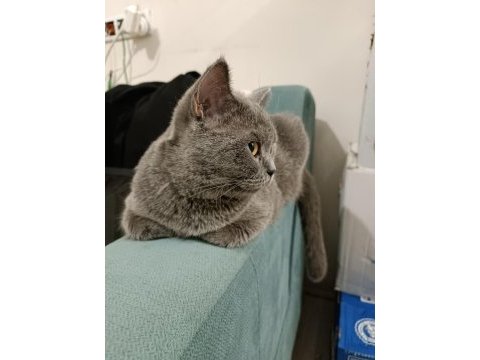 British shorthair kızım miya için aile arıyorum
