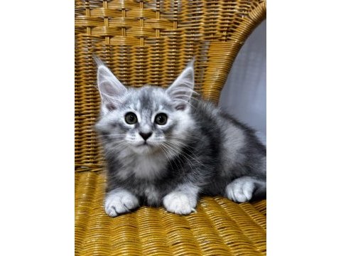 Maine coon dev yavru kediler uygun a veriyorum