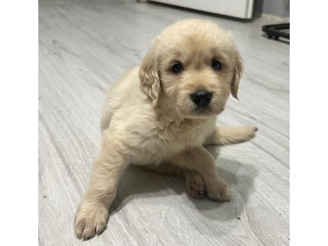 Basık burun golden retriever bebeklerim dişi