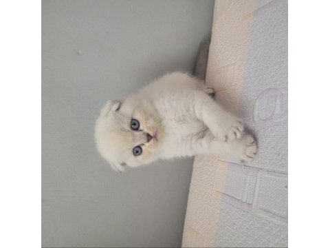 Longhair scottish fold çok uygun bebekler