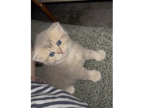 British shorthair prensesimiz yuvasını arıyor