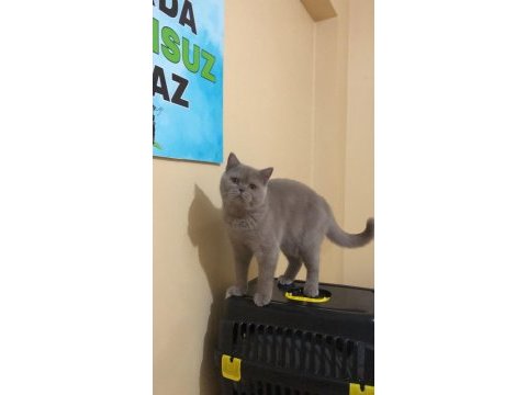 11 aylık aşıları tam british shorthair