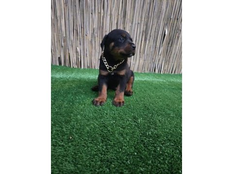 Dev rottweiler yavruları sizlerle
