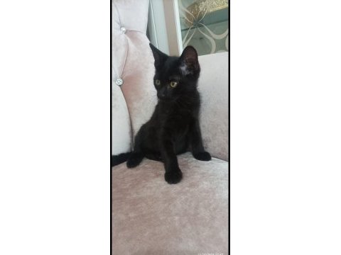 Siyah panter kedimiz