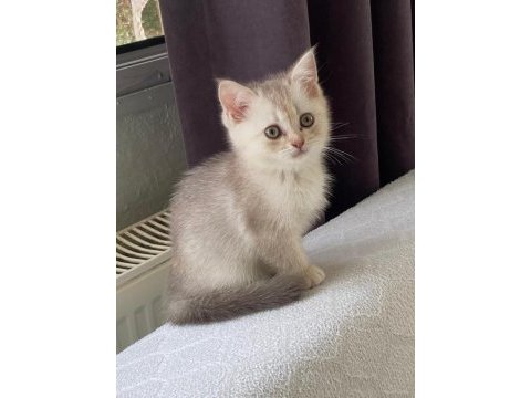 2 aylık british kızımız