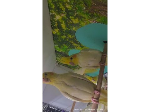 Lutino sultan papağanı yavrularım