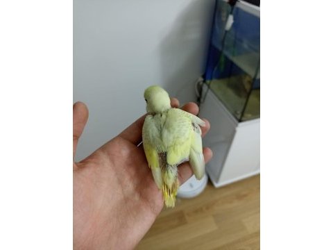 Yeme yeni düşmüş yavrularımız
