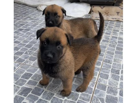 Safkan ırk garantili belçika kurdu