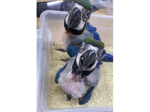 Blue gold macaw bebek çipli
