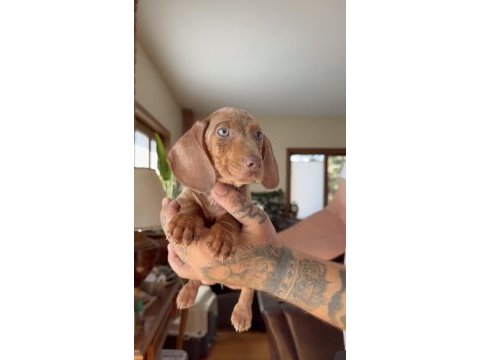Egzotik mavi gözlü aşılı dachshund yavrumuz çiftlik