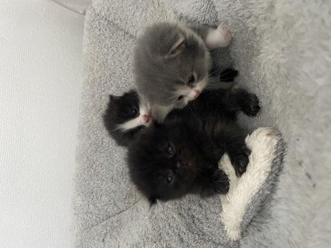 British longhair british shorthair yavru kediler