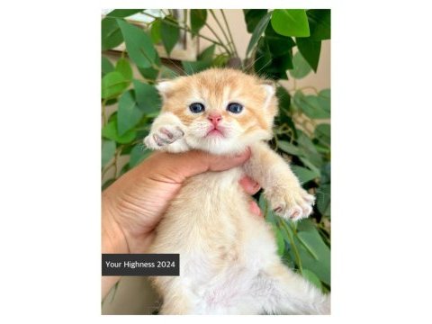 British shorthair yavrular