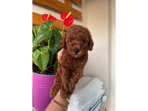 Toy poodle 2 aylık yavrumuz