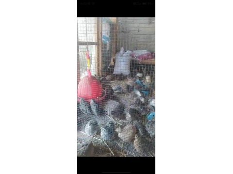 Satılık bıldırcınlar hepsi sağlıklı