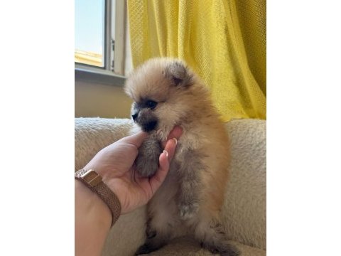 Sağlık ve ırk garantili pomeranian boo