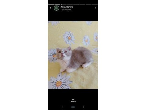 Son scottish fold yavrular