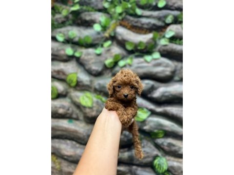 10 ağustos doğumlu kore kan poodle yavrular