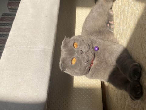 Yakışıklı scottish fold oğluma sıcak yuva