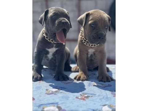 Cane corso yavrular