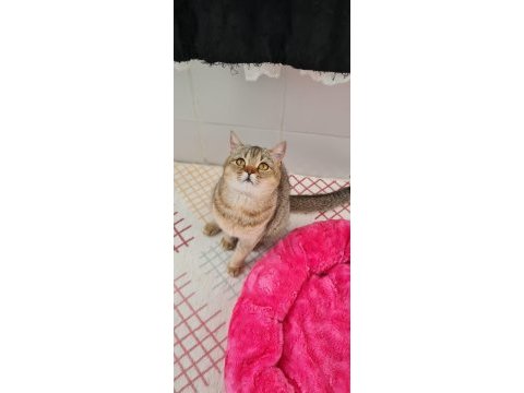 Golden british shorthair