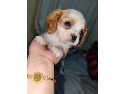 2 aylık safkan cavalier king charles yavrularım