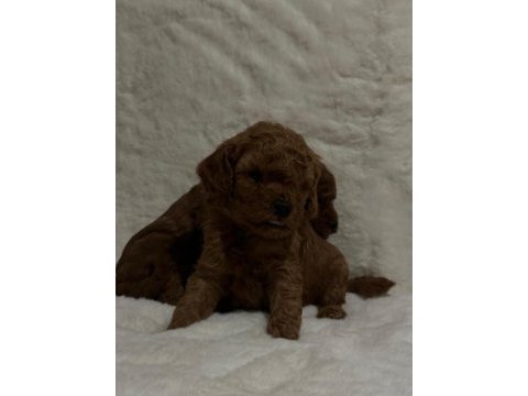 Toy poodle dişi erkek