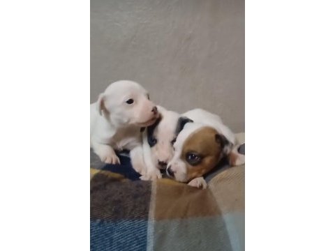 Jack russell yavrularımız