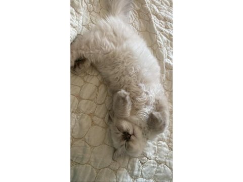 British longhair erkek