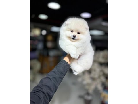 Gülen yüz pomeranian boo