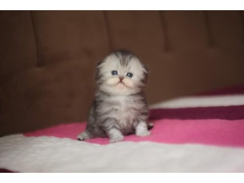 Üst kaliteli dişi scottish fold