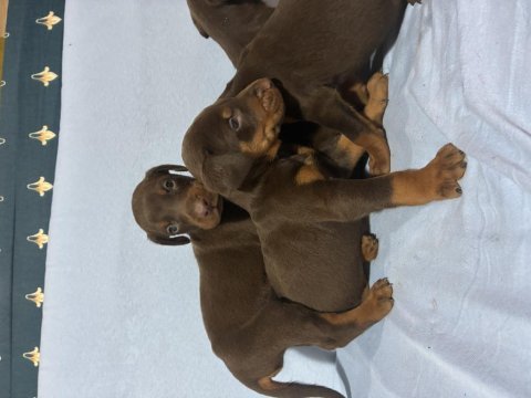 Doberman red
