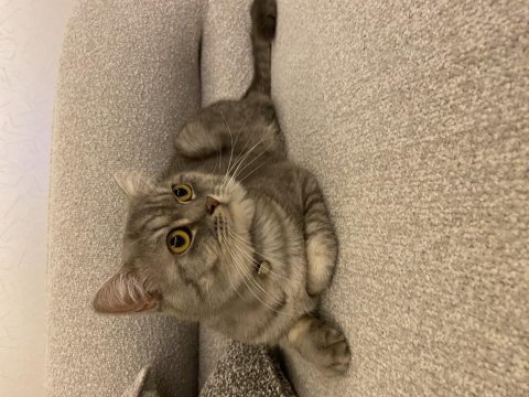 Erkek 1 yaşında british shorthair